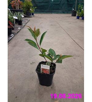 Photinia fraseri 'Red Robin' C 1,4 L